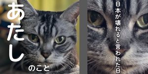 ミィ|30歳目指す老猫|健康管理